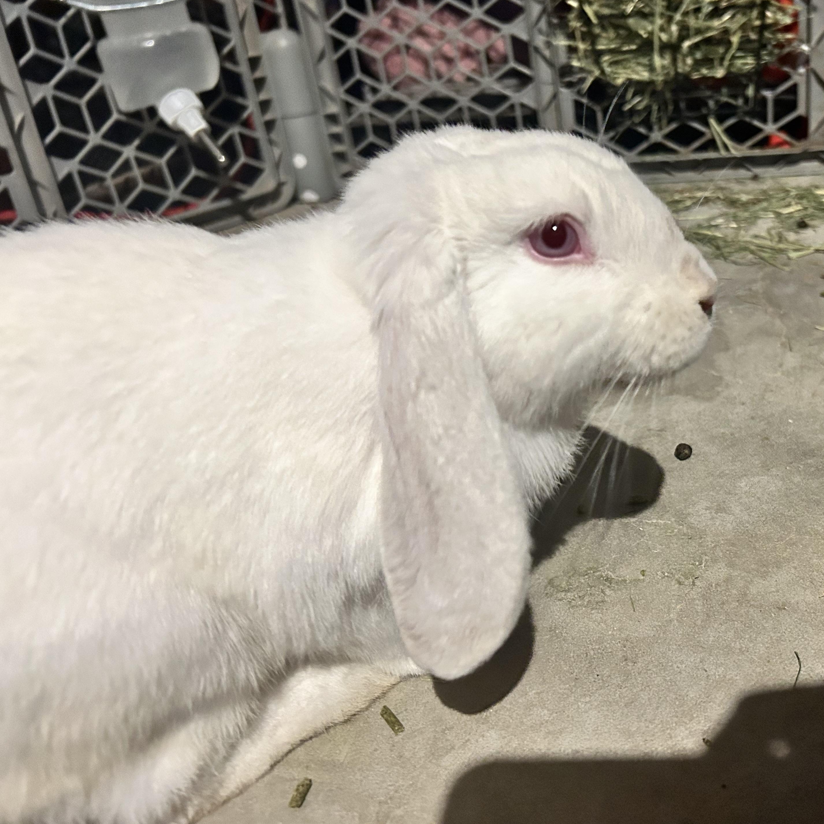Enlarge Honey, a Adopted Lop Eared in Marfa, TX image 3/6