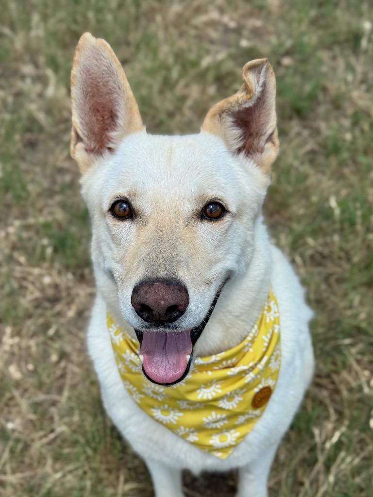 Kane, Adoptable, Adult Male Shepherd.
