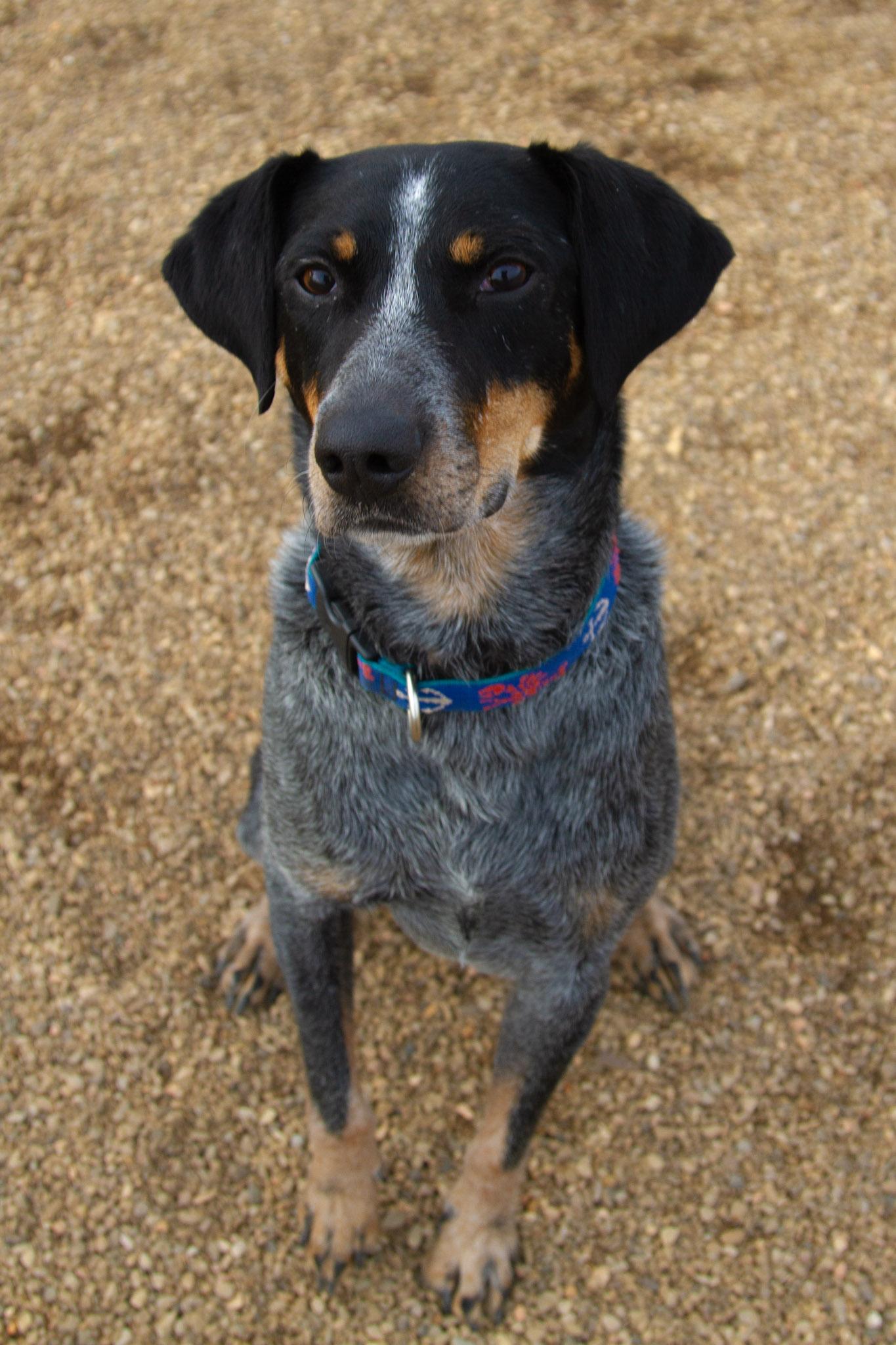 Enlarge Sarge, a Adoptable mixed breed in Rapid City, SD image 6/6