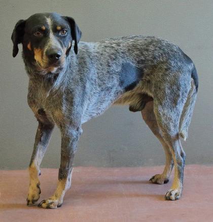Sarge, Adoptable, Adult Male Bluetick Coonhound & Australian Cattle Dog / Blue Heeler.