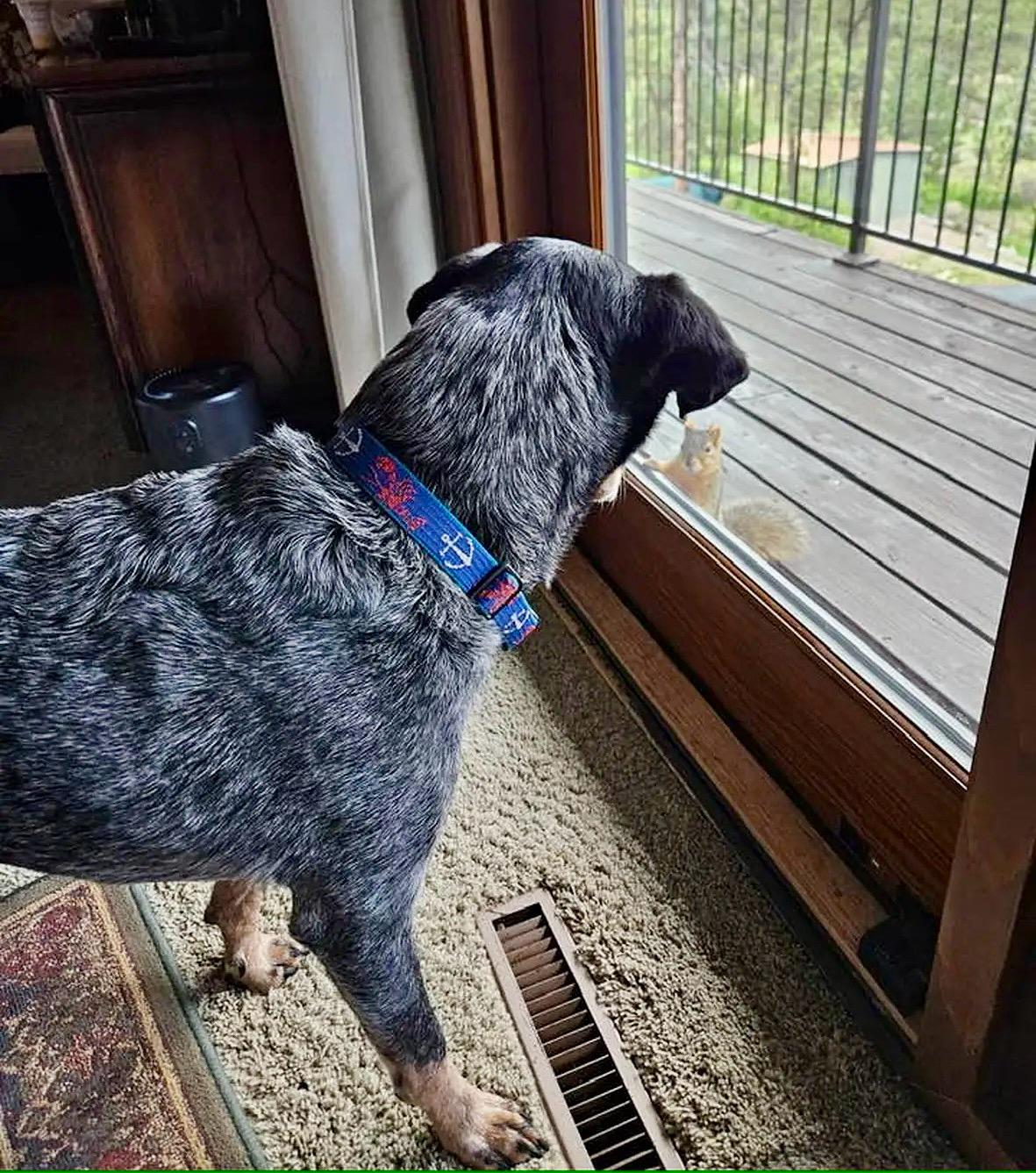 Enlarge Sarge, a Adoptable mixed breed in Rapid City, SD image 5/6