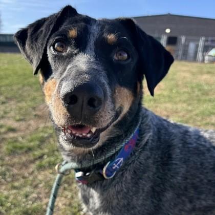 Sarge, a Adoptable mixed breed in Rapid City, SD image 1/3