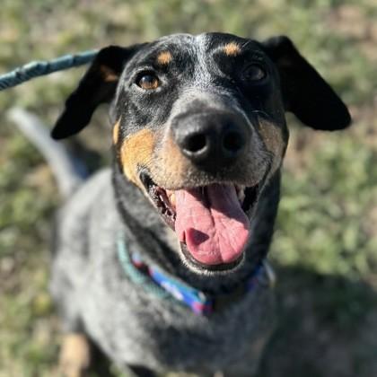 Sarge, a Adoptable mixed breed in Rapid City, SD image 2/3