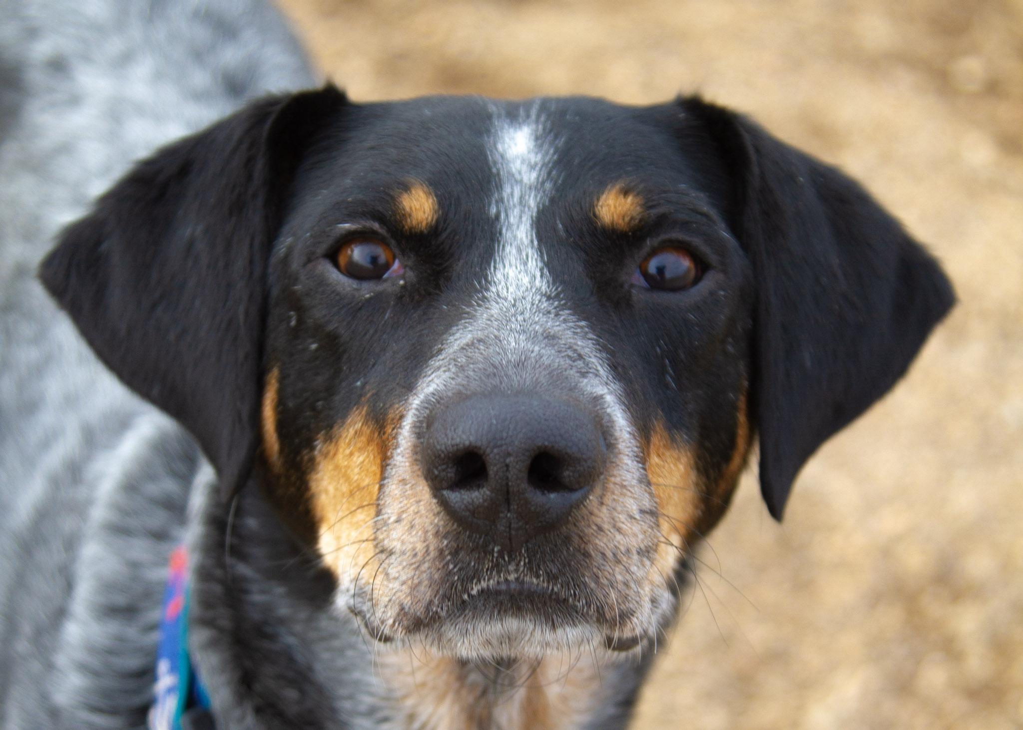 Enlarge Sarge, a Adoptable mixed breed in Rapid City, SD image 1/6