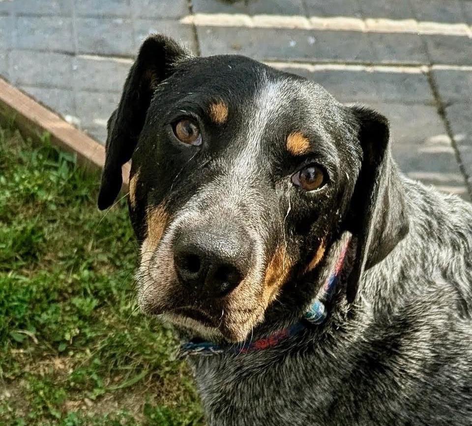 Enlarge Sarge, a Adoptable mixed breed in Rapid City, SD image 3/6