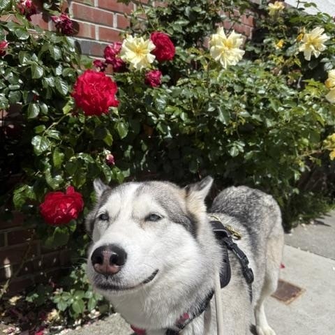 Enlarge Valentine, an adopted mixed breed in Templeton, CA image 6/6