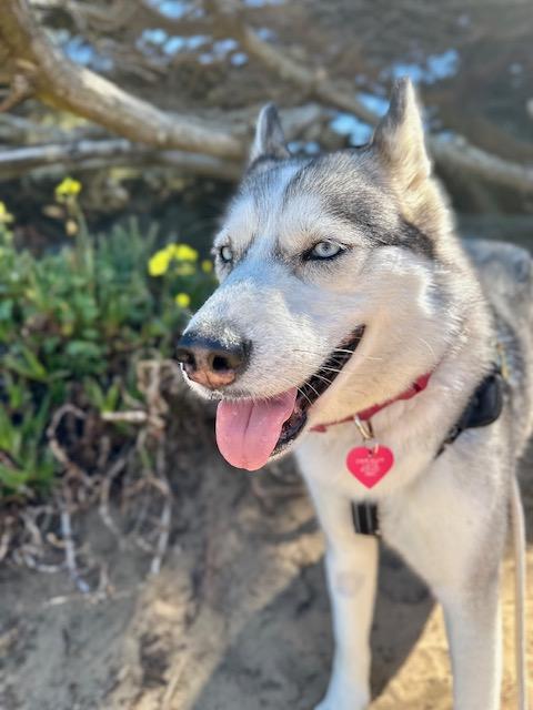 Enlarge Valentine, an adopted mixed breed in Templeton, CA image 1/6