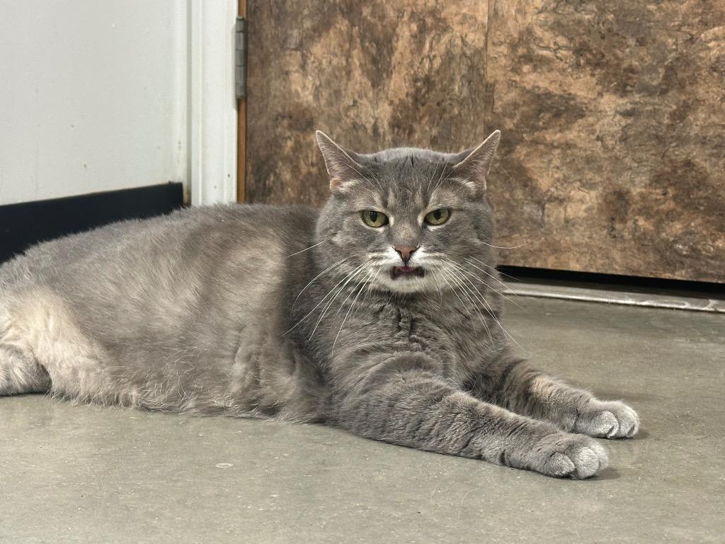 Lotus, Adoptable, Senior Female Domestic Short Hair & Tabby.