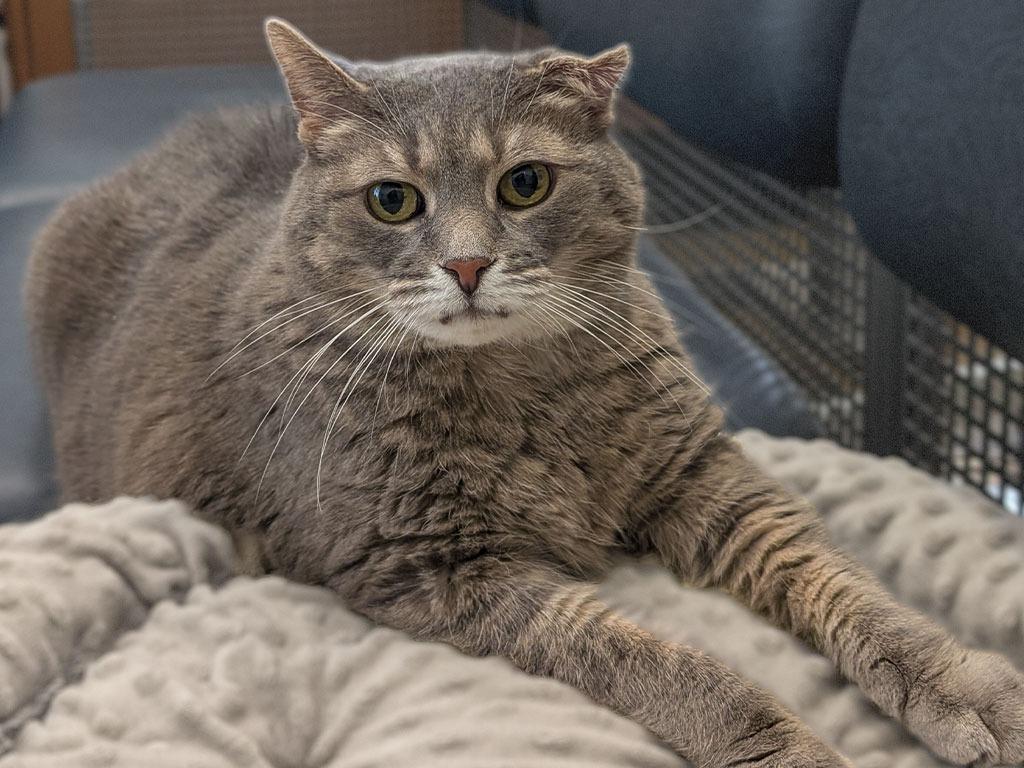 Enlarge Lotus, a Adoptable mixed breed in Powell, OH image 2/3