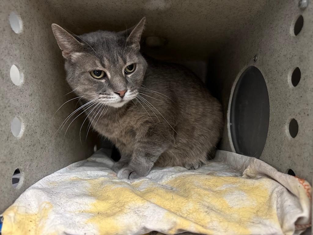 Enlarge Lotus, a Adoptable mixed breed in Powell, OH image 3/3