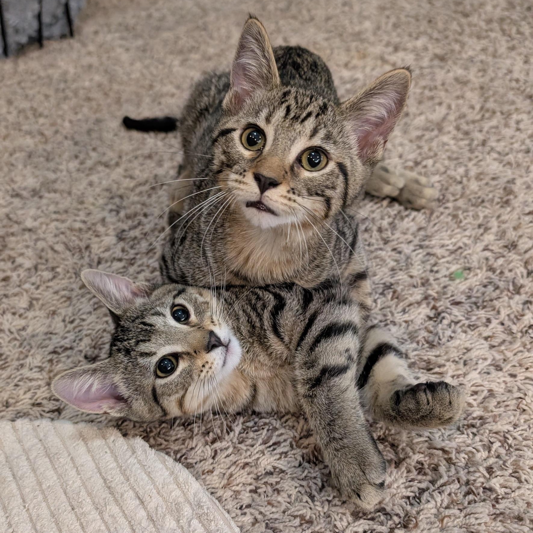 Scottie & Jaws, ADOPTABLE, Kitten Male Domestic Short Hair.