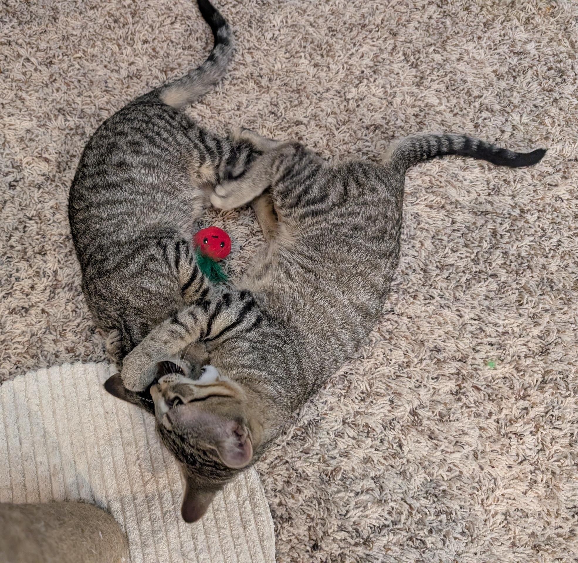 Scottie & Jaws, a ADOPTABLE Domestic Short Hair in Fairview Heights, IL image 2/4