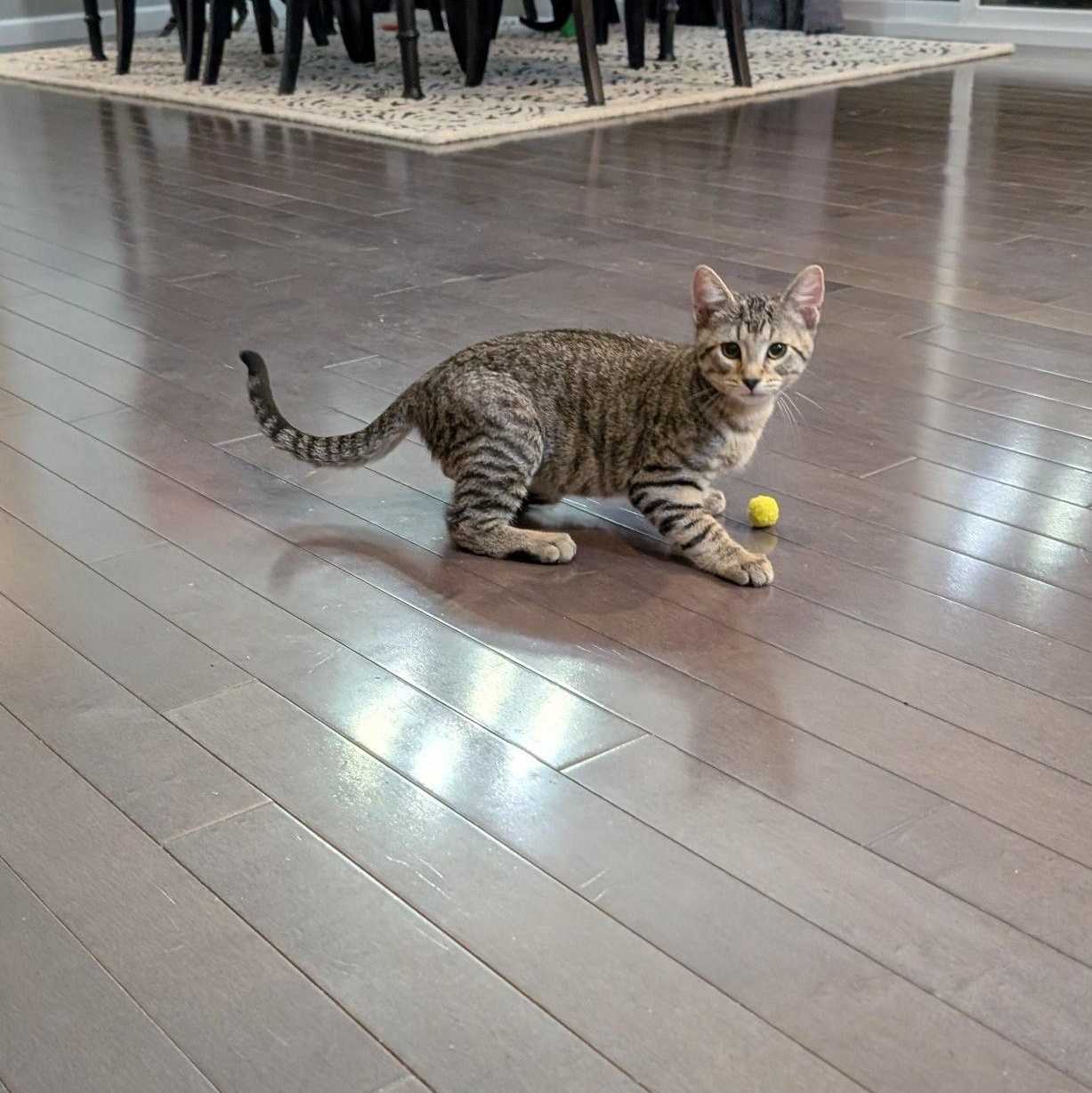 Scottie & Jaws, a ADOPTABLE Domestic Short Hair in Fairview Heights, IL image 3/4