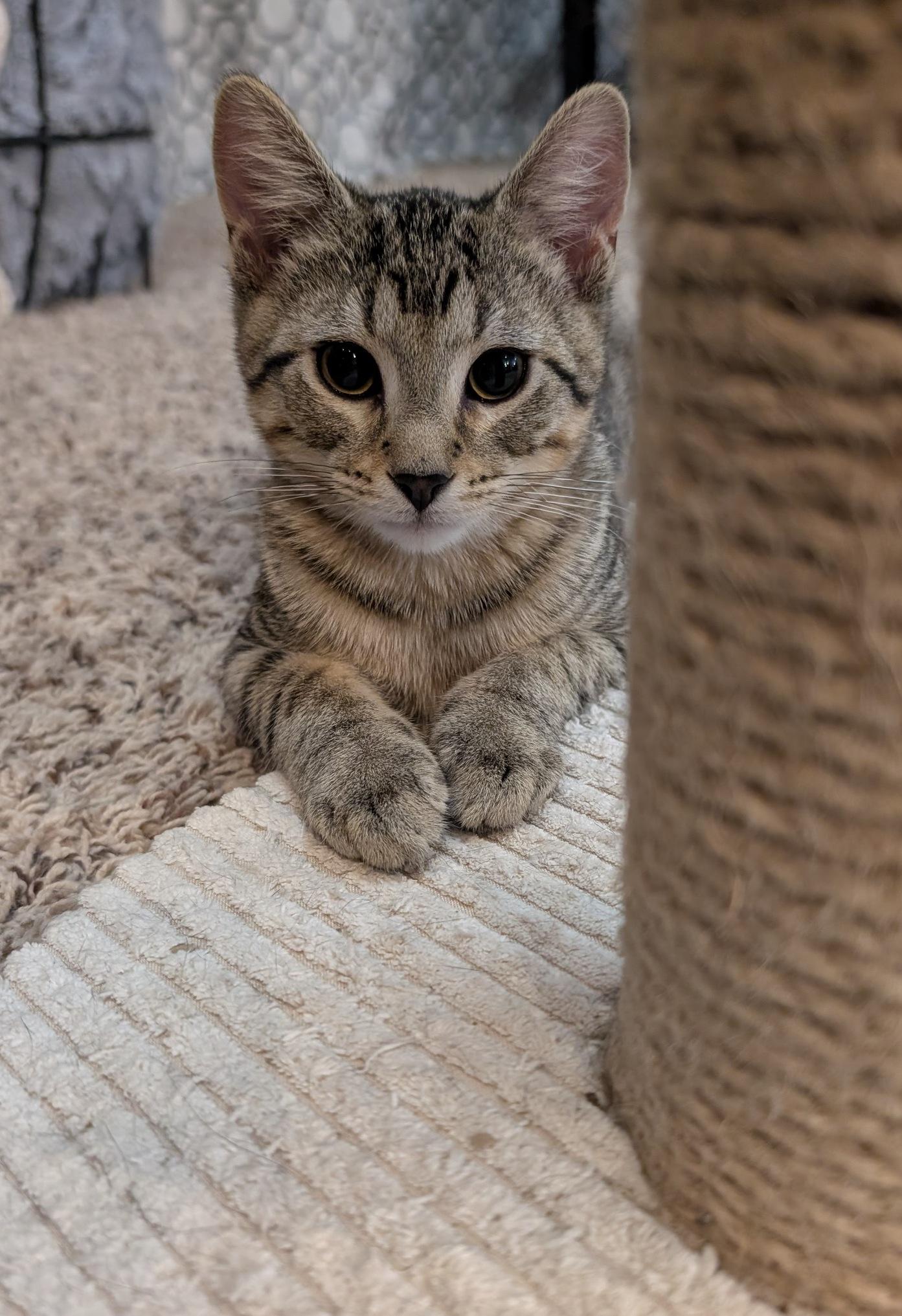 Scottie & Jaws, a ADOPTABLE Domestic Short Hair in Fairview Heights, IL image 4/4