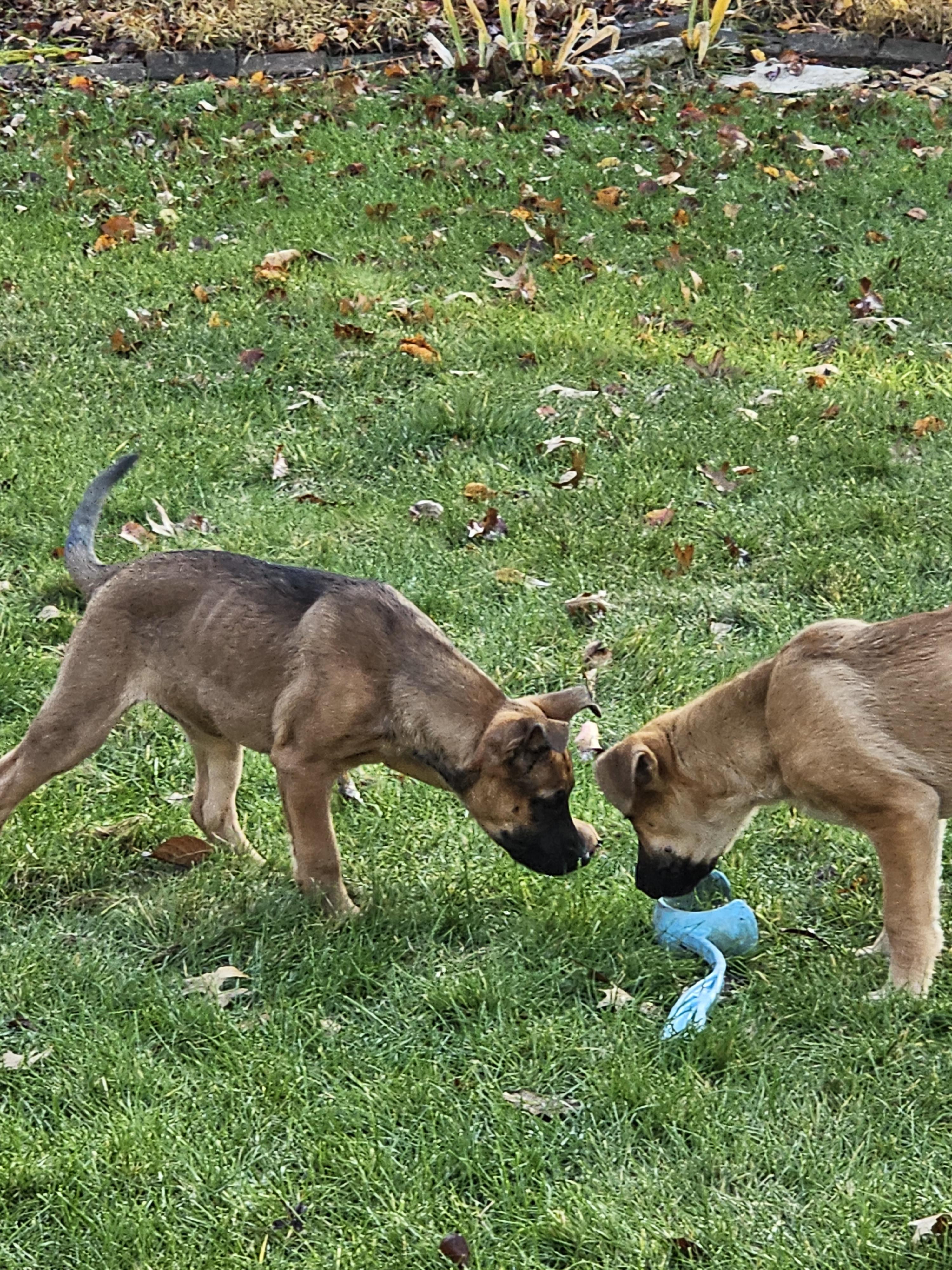 Espresso thumbnail 3