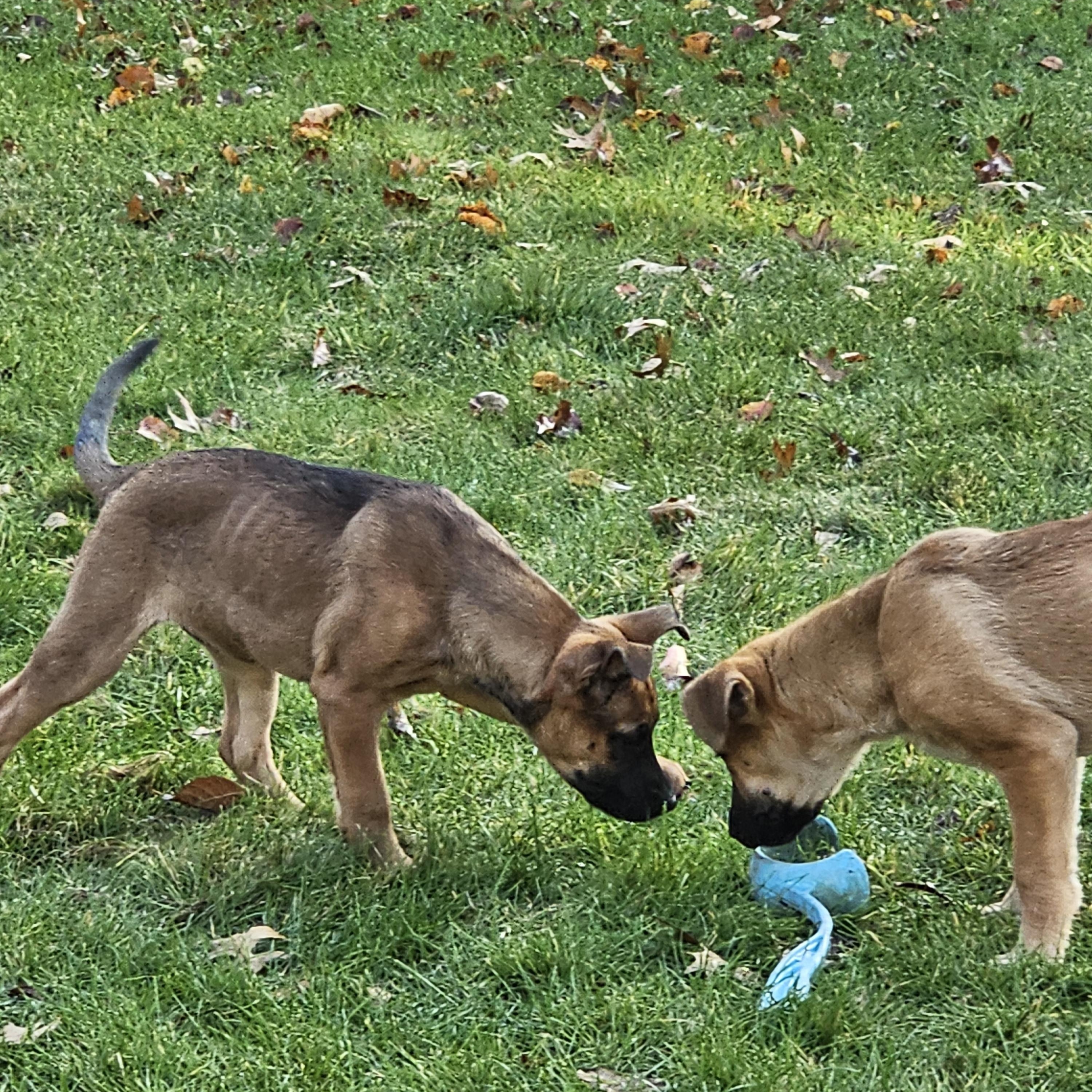 Enlarge Espresso, a Adoptable mixed breed in Powell, OH image 2/5
