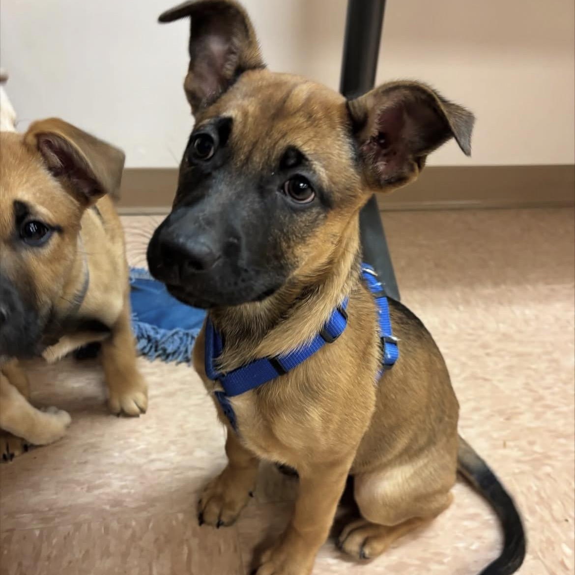 Enlarge Espresso, a Adoptable mixed breed in Powell, OH image 4/5