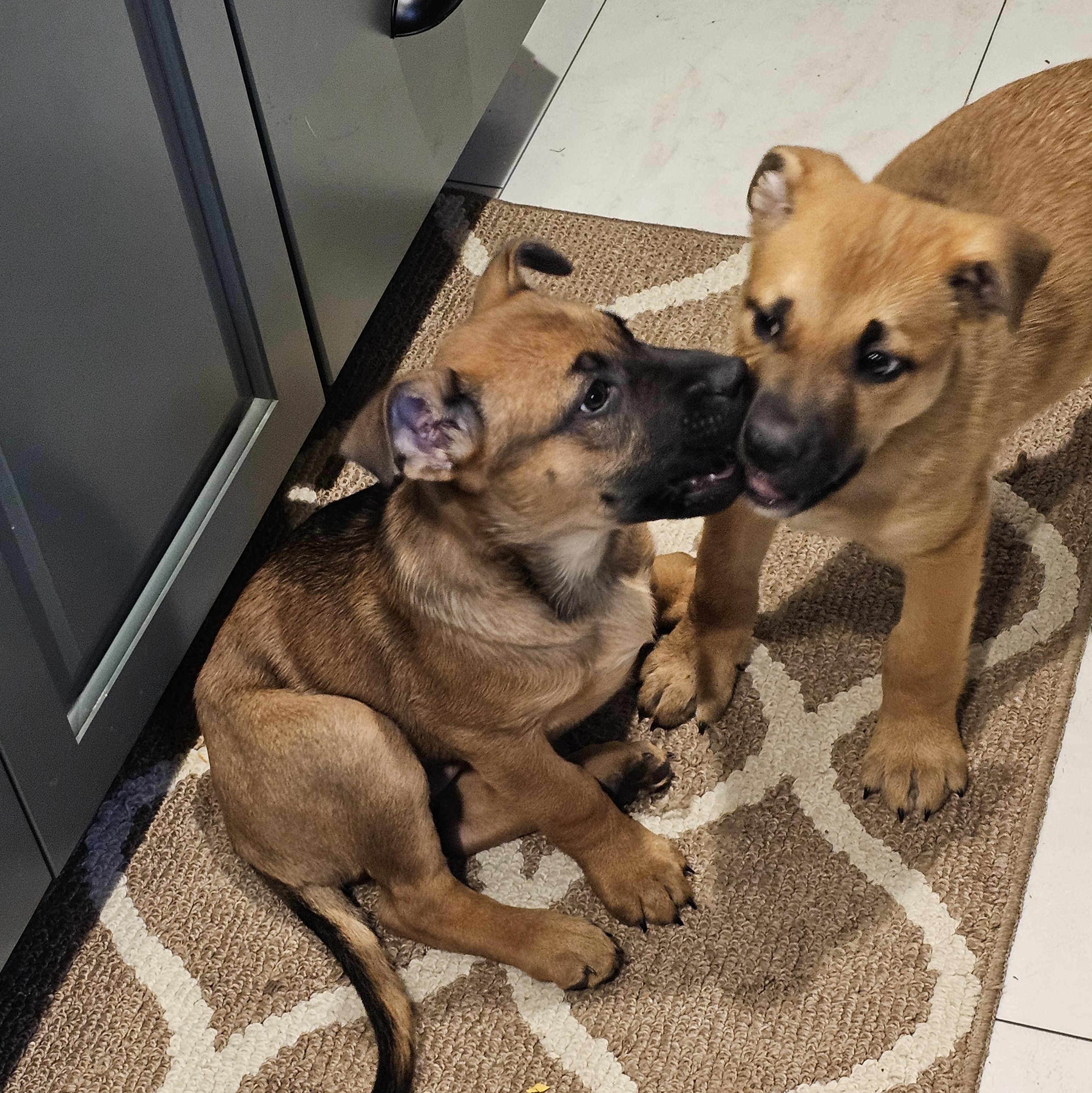 Enlarge Espresso, a Adoptable mixed breed in Powell, OH image 3/5