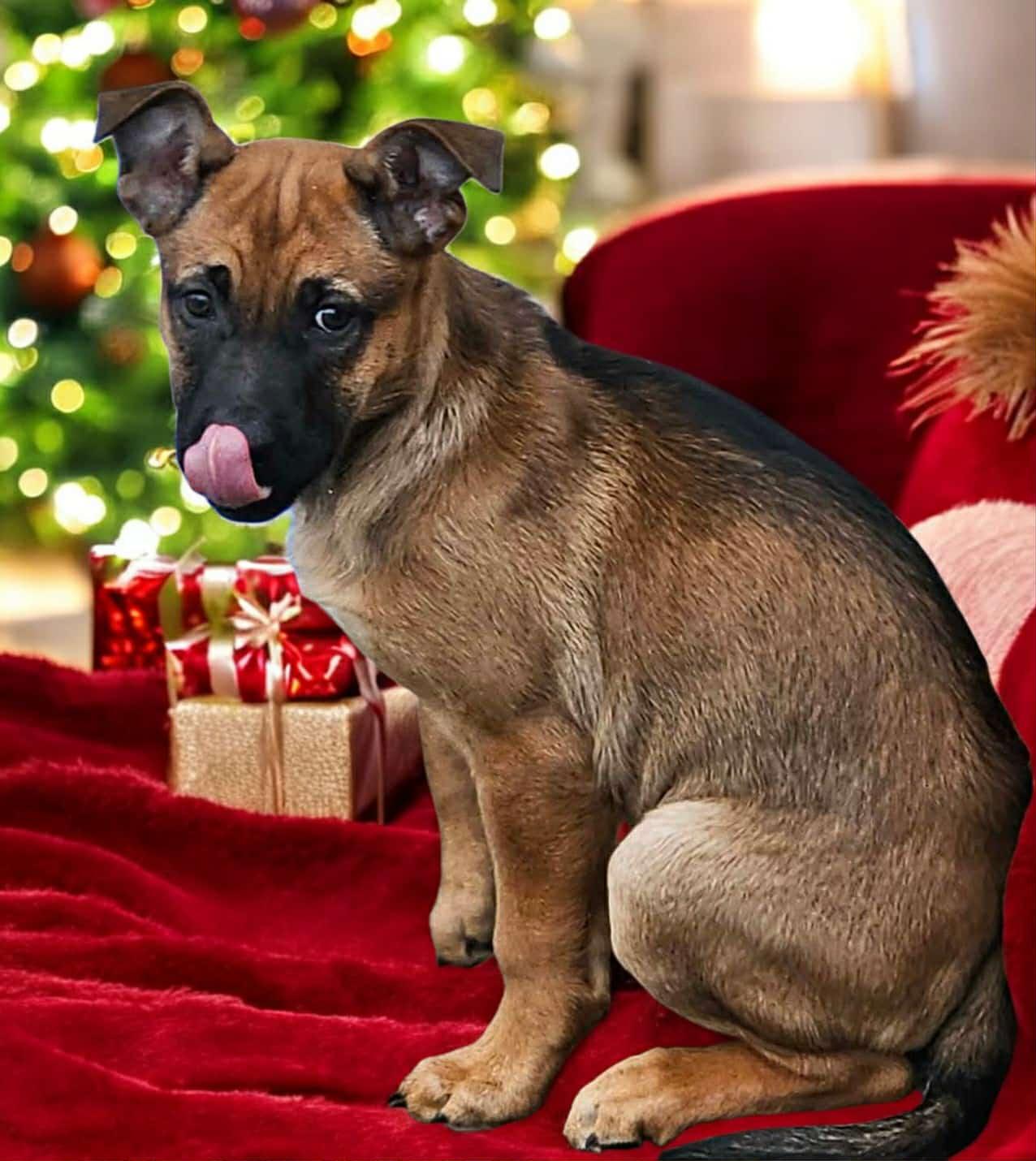 Enlarge Espresso, a Adoptable mixed breed in Powell, OH image 1/5