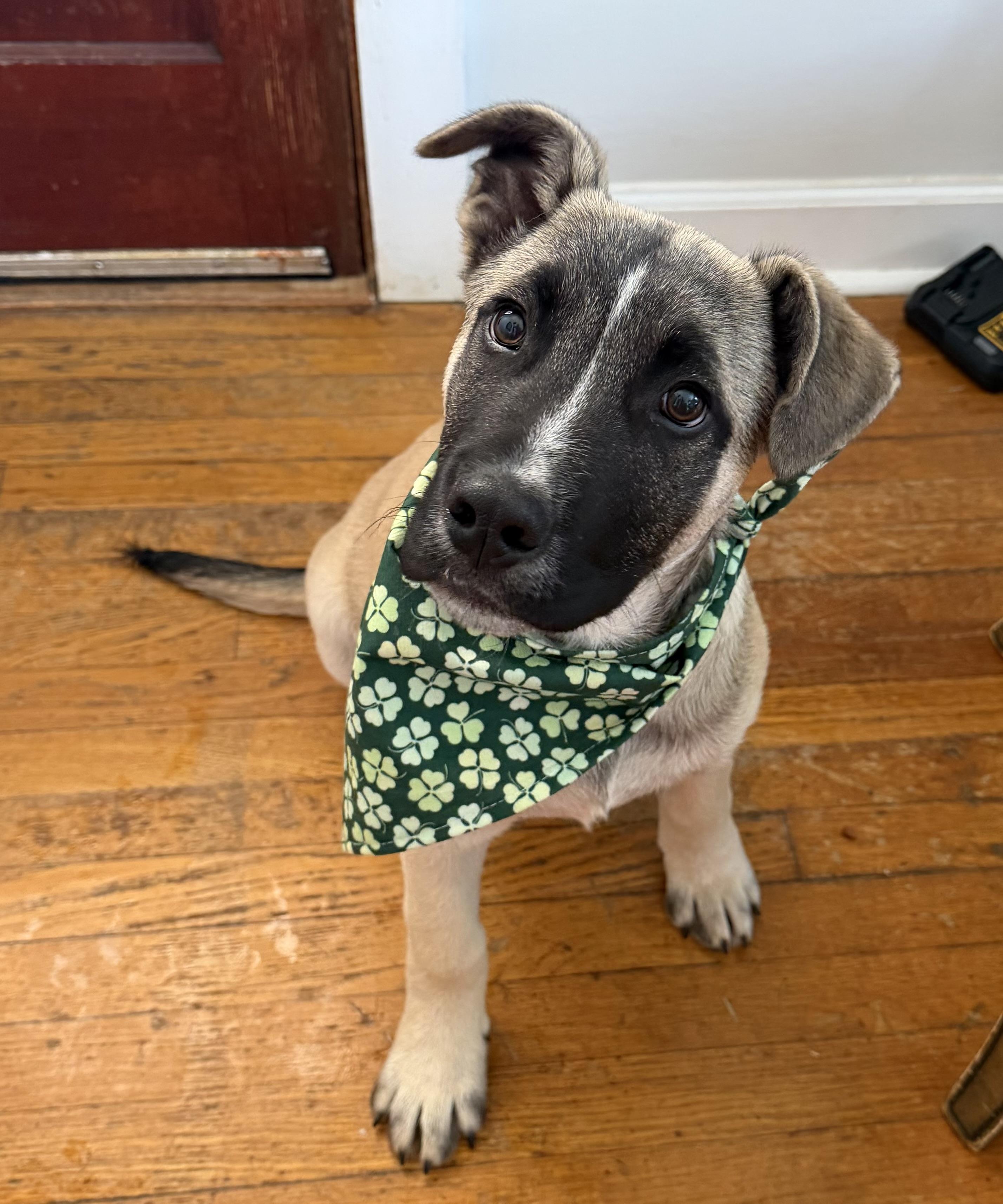 Rocky, Adoptable, Puppy Male German Shepherd Dog.