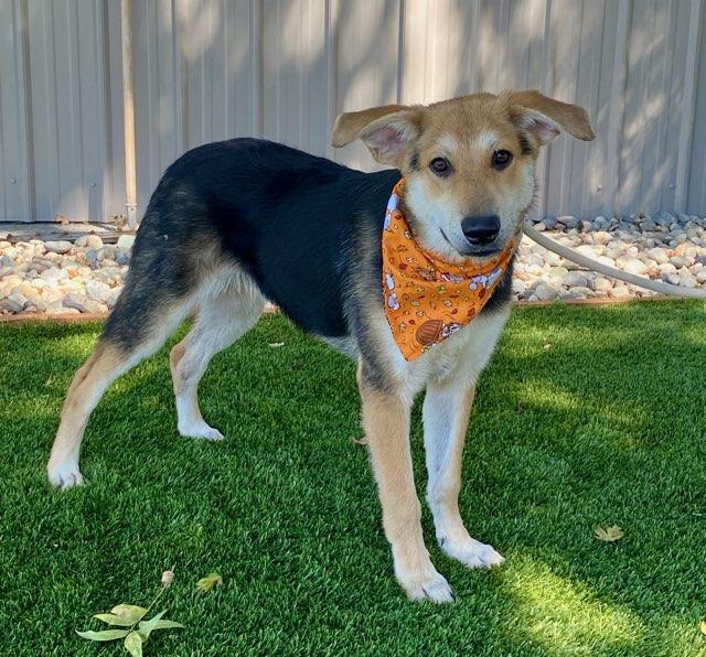 Enlarge Leonardo, a ADOPTABLE mixed breed in Colusa, CA image 2/6