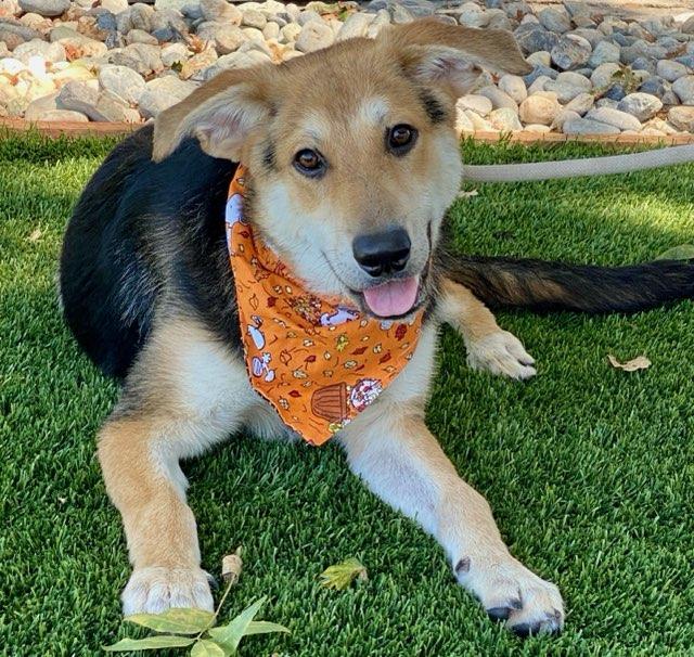 Leonardo, ADOPTABLE, Young Male German Shepherd Dog.