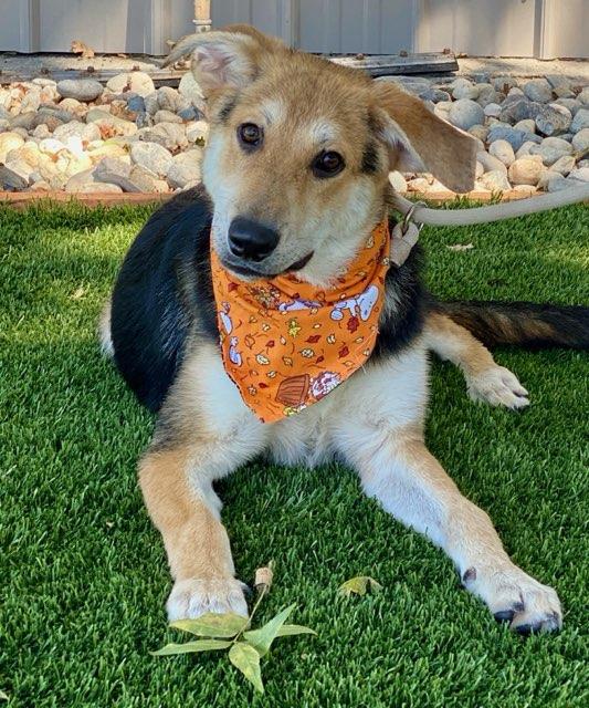 Enlarge Leonardo, a ADOPTABLE mixed breed in Colusa, CA image 6/6