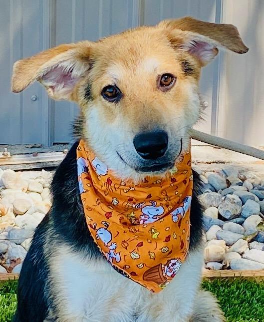 Enlarge Leonardo, a ADOPTABLE mixed breed in Colusa, CA image 5/6