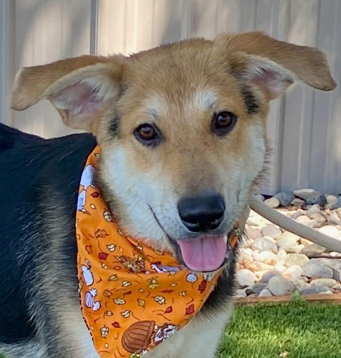 Enlarge Leonardo, a ADOPTABLE mixed breed in Colusa, CA image 4/6