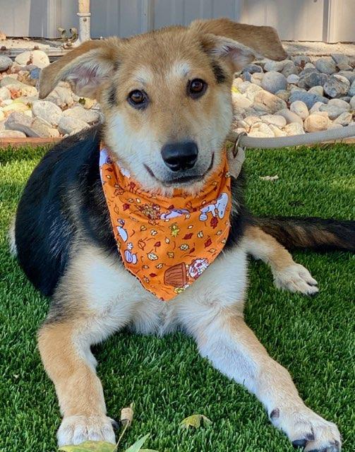 Enlarge Leonardo, a ADOPTABLE mixed breed in Colusa, CA image 3/6