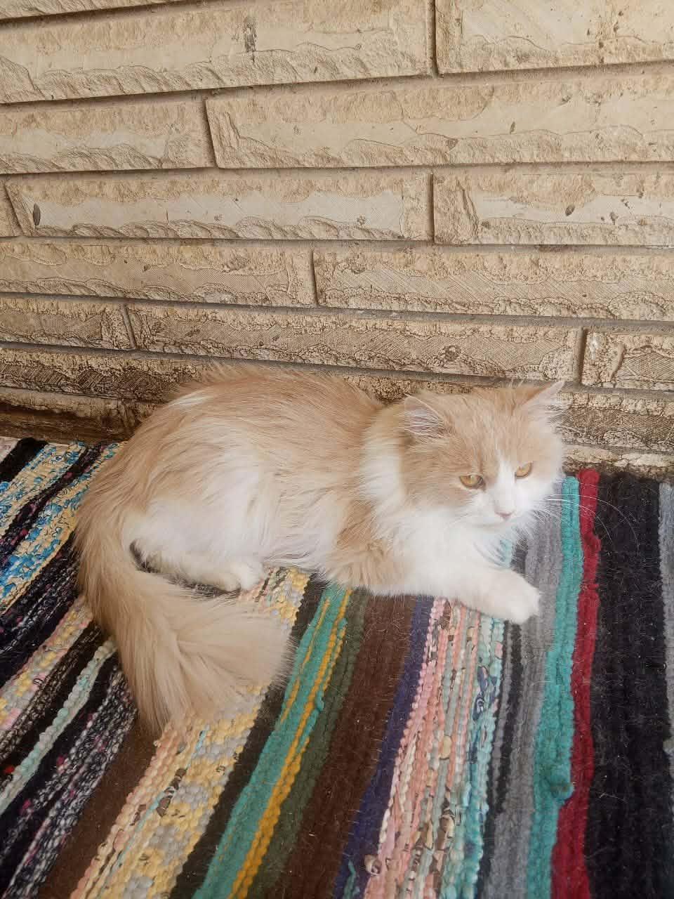 Enlarge Patrick, a ADOPTABLE mixed breed in Mississauga, ON image 3/3