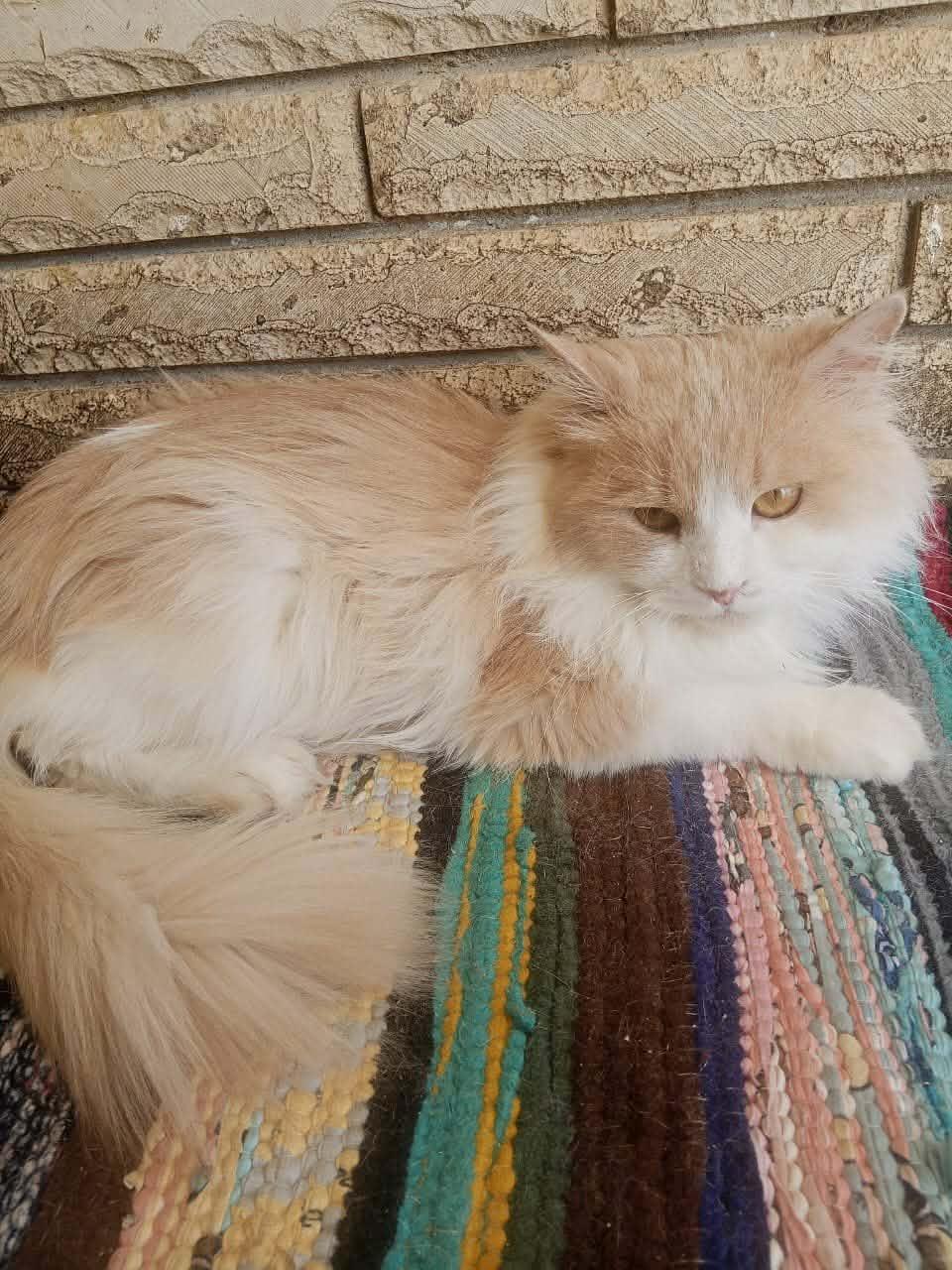 Enlarge Patrick, a ADOPTABLE mixed breed in Mississauga, ON image 2/3