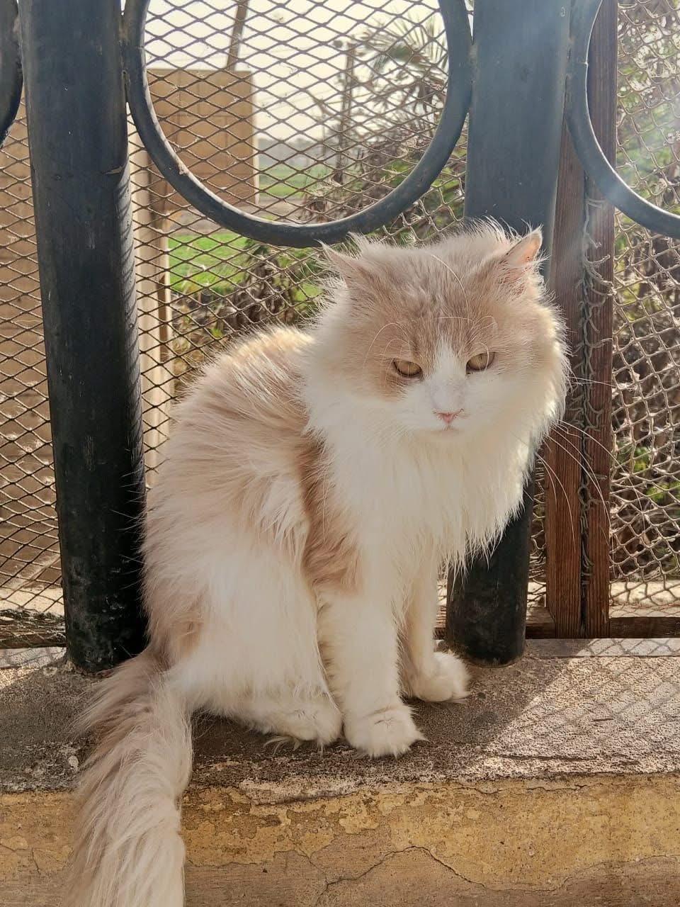 Patrick, ADOPTABLE, Adult Female Persian & Domestic Long Hair.