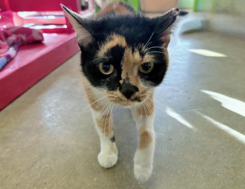 Spicy, an adopted Domestic Short Hair in Columbus, IN image 2/2