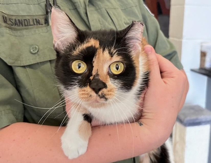 Spicy, an adopted Domestic Short Hair in Columbus, IN image 1/2