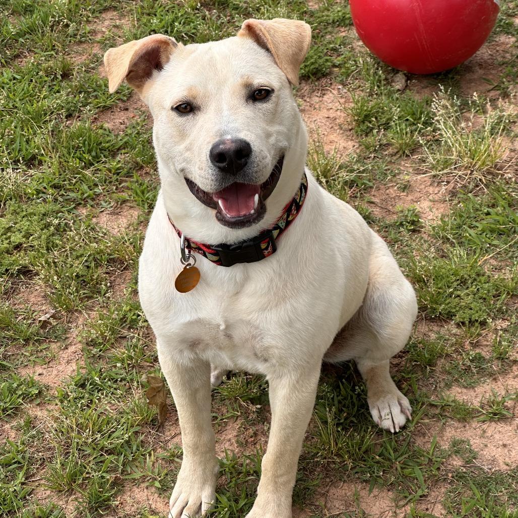 Barnaby, Adoptable, Young Male Yellow Labrador Retriever & Mixed Breed.