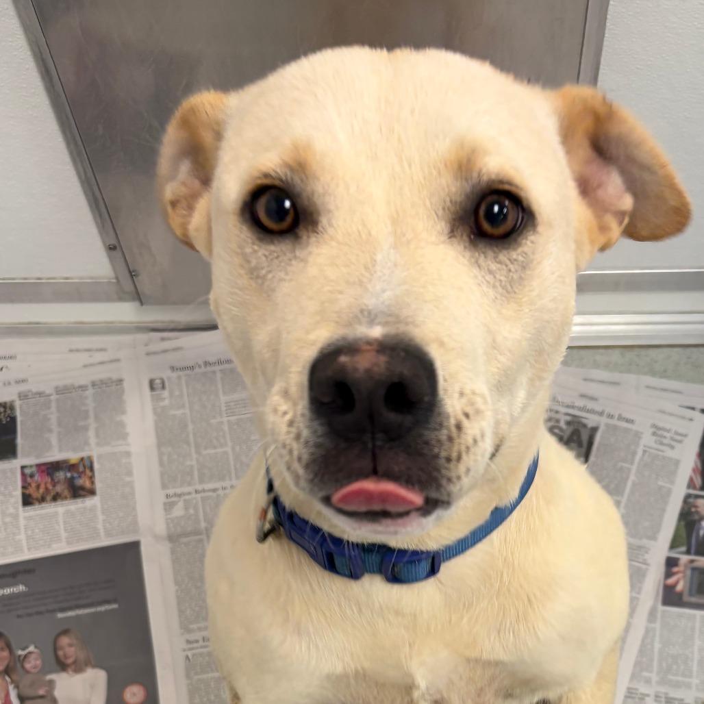 Enlarge Barnaby, a Adoptable mixed breed in Greensboro, GA image 2/3