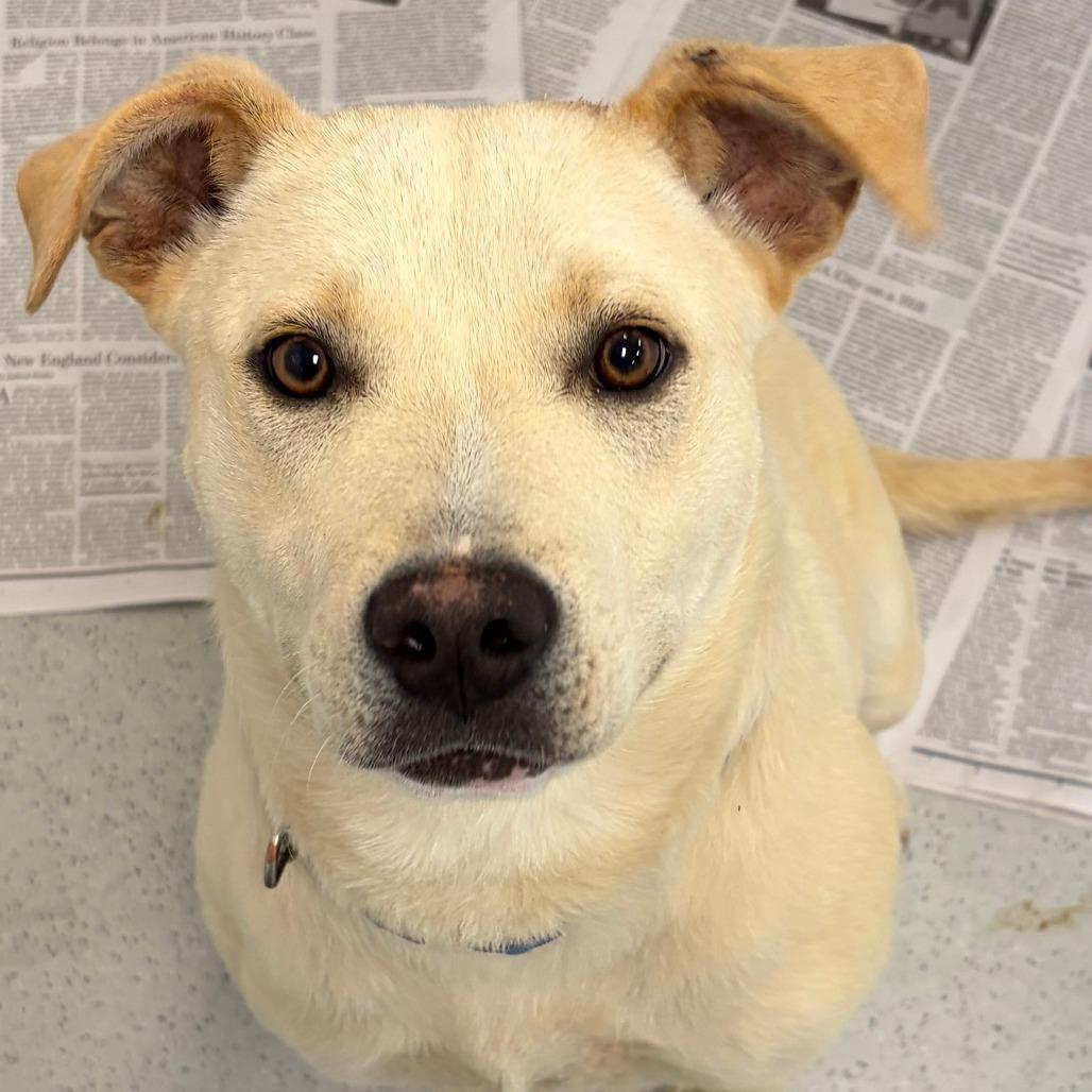 Enlarge Barnaby, a Adoptable mixed breed in Greensboro, GA image 3/3