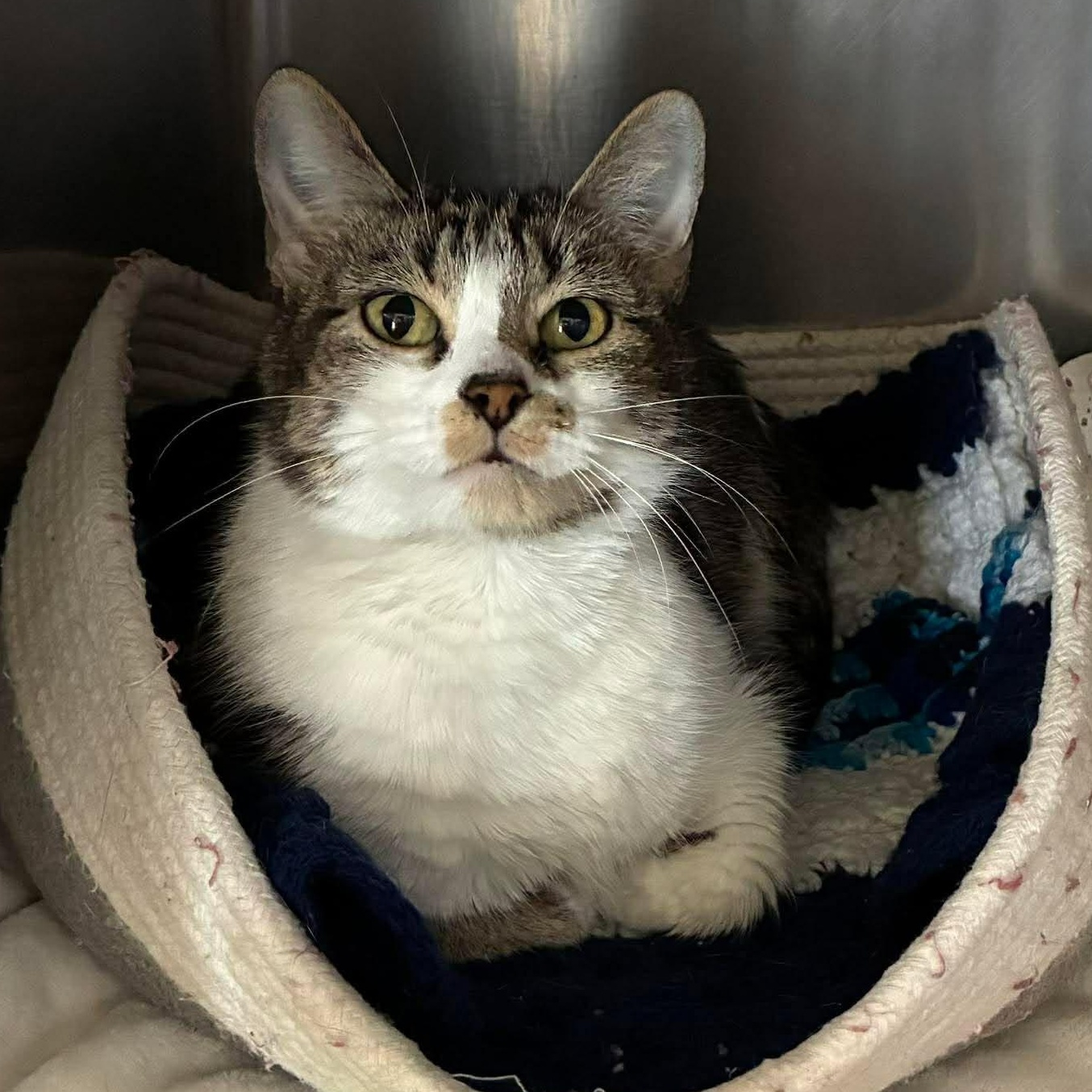 Enlarge Mew-Mew, a Adoptable mixed breed in Petersburg, IL image 1/2