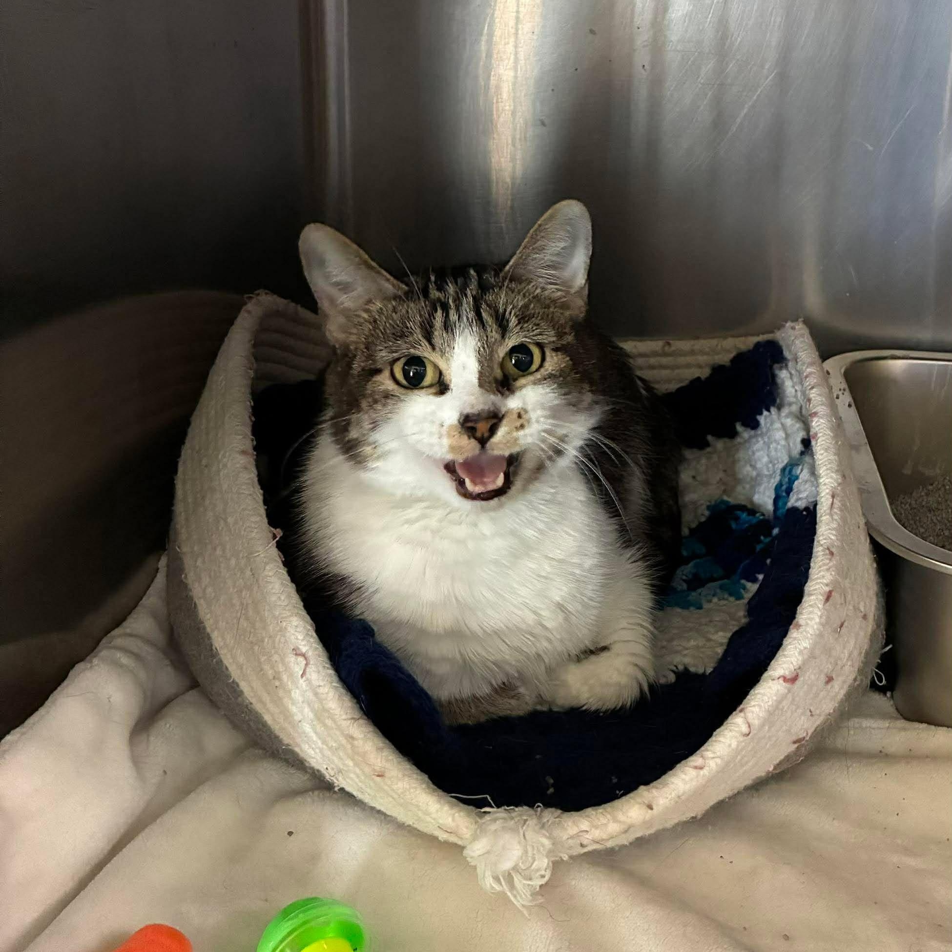 Enlarge Mew-Mew, a Adoptable mixed breed in Petersburg, IL image 2/2