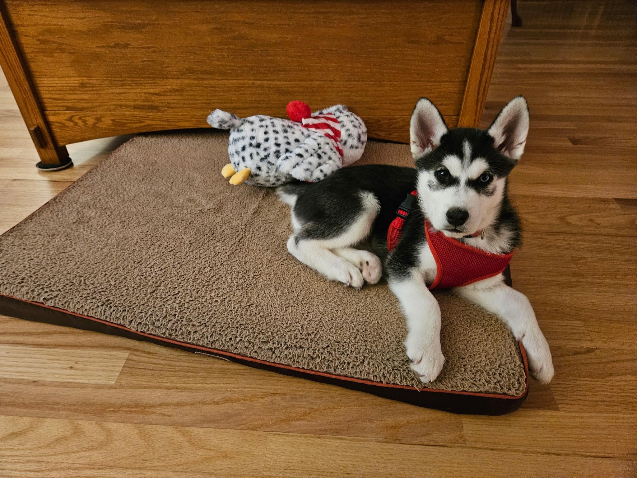 Enlarge Zeus, a ADOPTABLE Husky in Crystal Lake, IL image 5/6