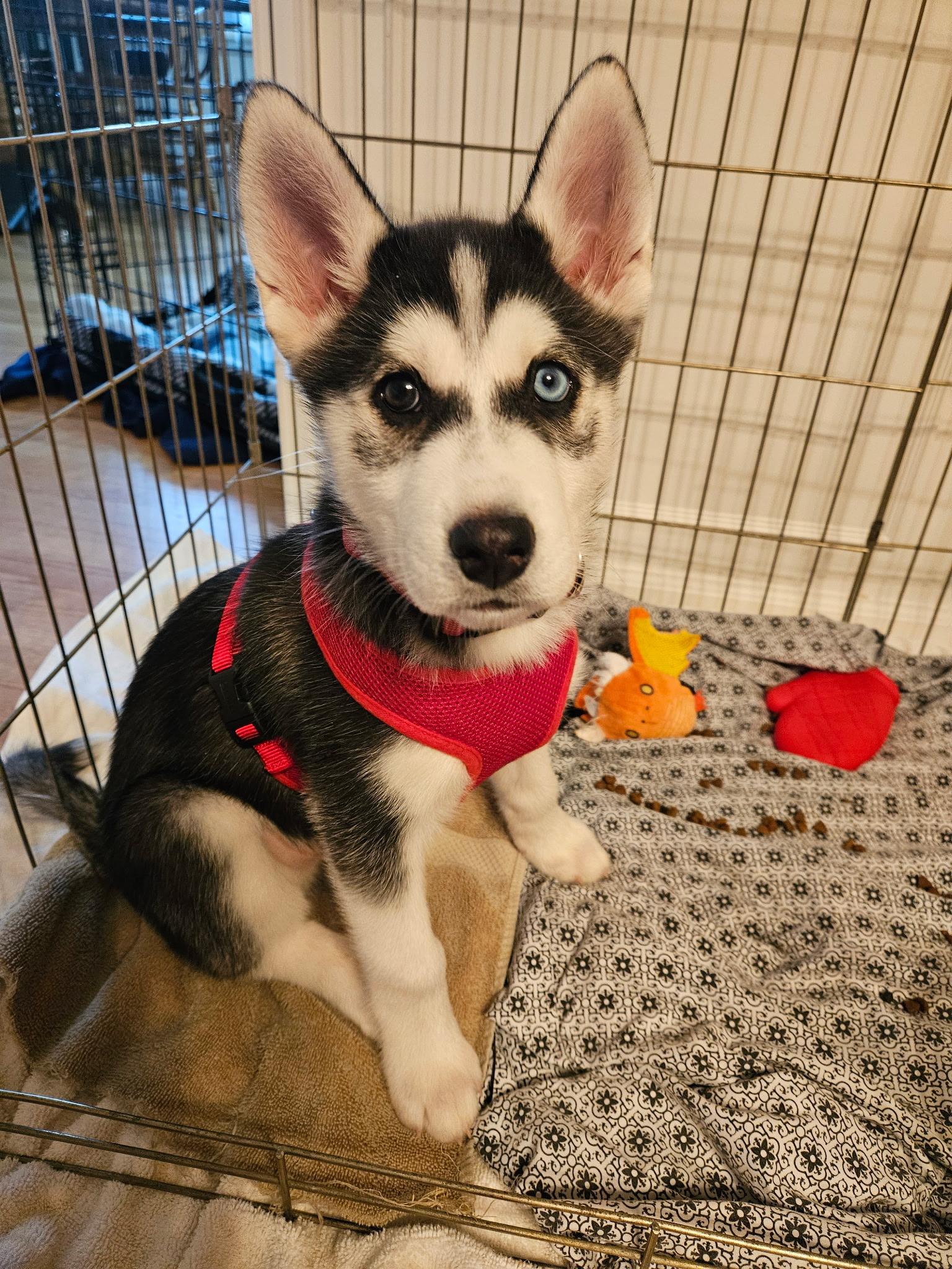 Enlarge Zeus, a ADOPTABLE Husky in Crystal Lake, IL image 6/6