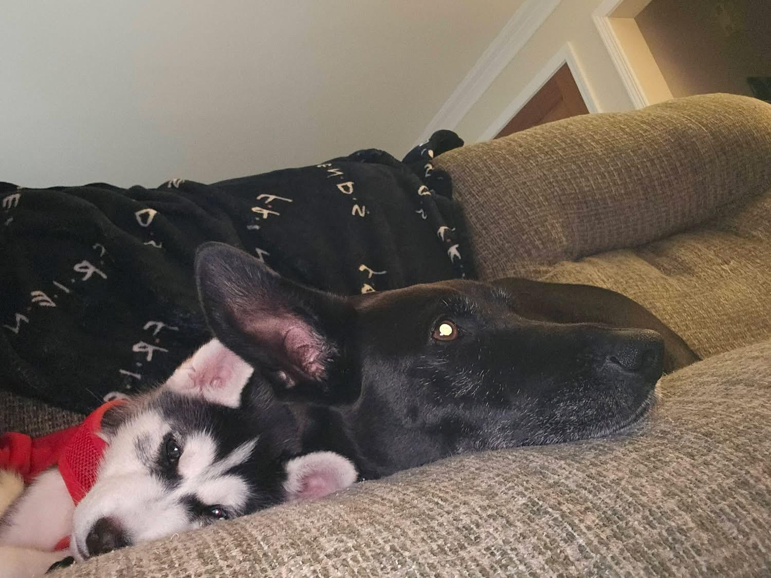 Enlarge Zeus, a ADOPTABLE Husky in Crystal Lake, IL image 4/6