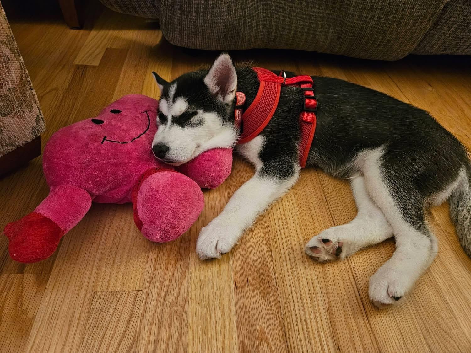 Enlarge Zeus, a ADOPTABLE Husky in Crystal Lake, IL image 3/6