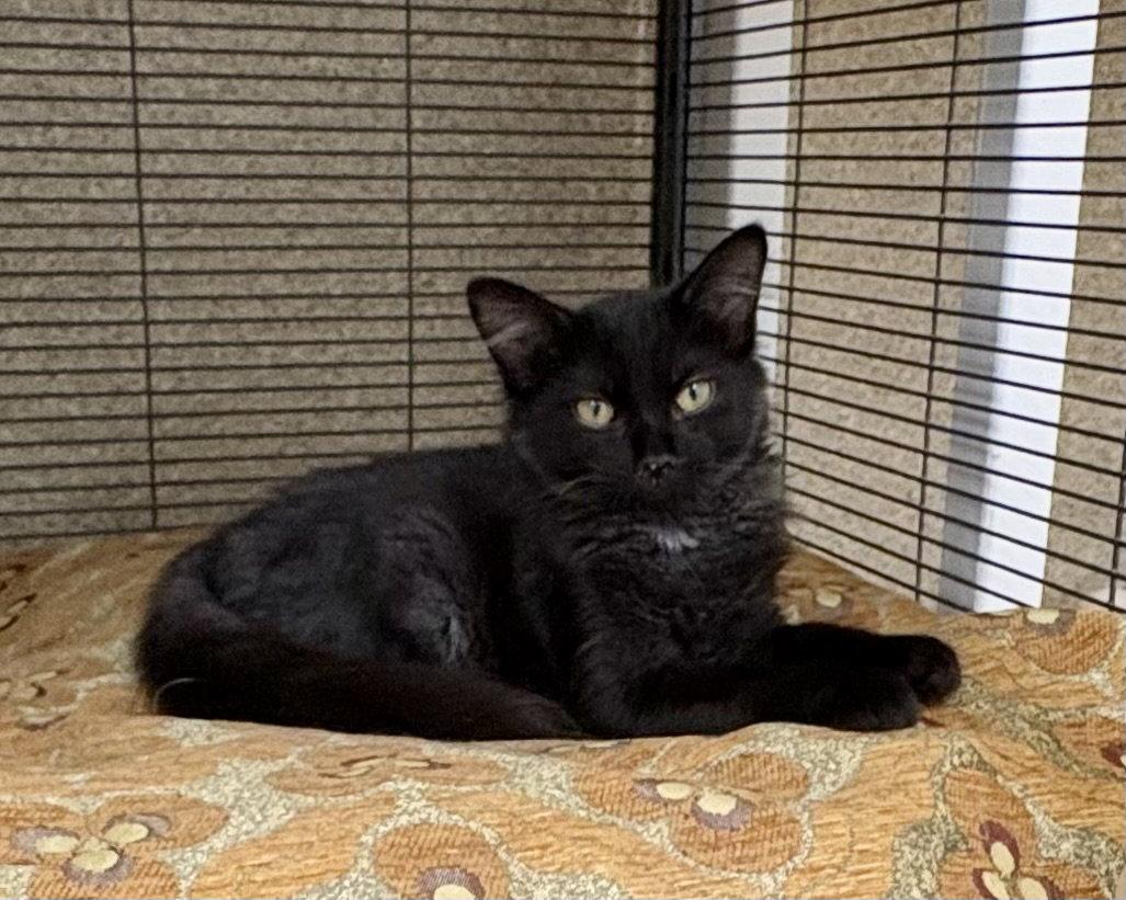 Tina, Adoptable, Young Female Domestic Medium Hair.