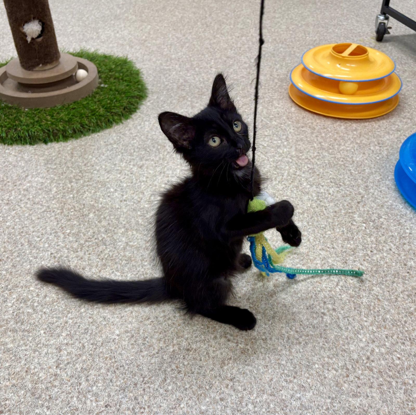 Enlarge Tina, a Adoptable Domestic Medium Hair in Mc Cormick, SC image 2/3