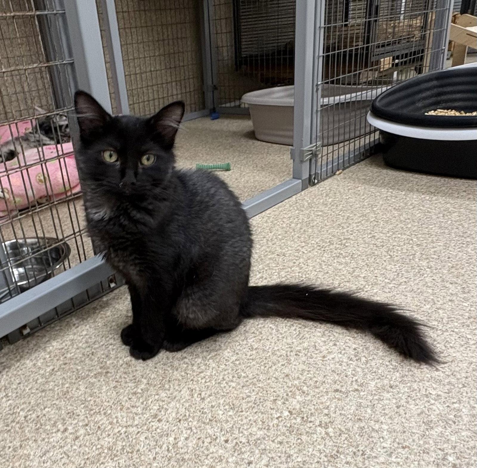 Enlarge Tina, a Adoptable Domestic Medium Hair in Mc Cormick, SC image 3/3