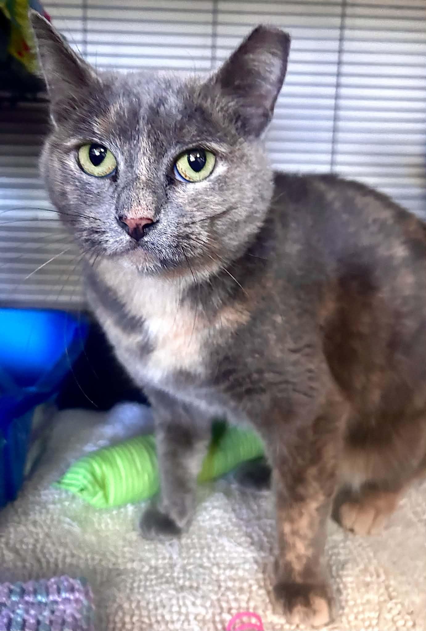 Enlarge Abra, a Adoptable Domestic Short Hair in Gettysburg, PA image 1/1