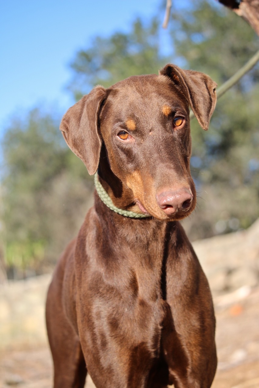 Enlarge Rudy, a Adoptable Doberman Pinscher in Fillmore, CA image 1/10