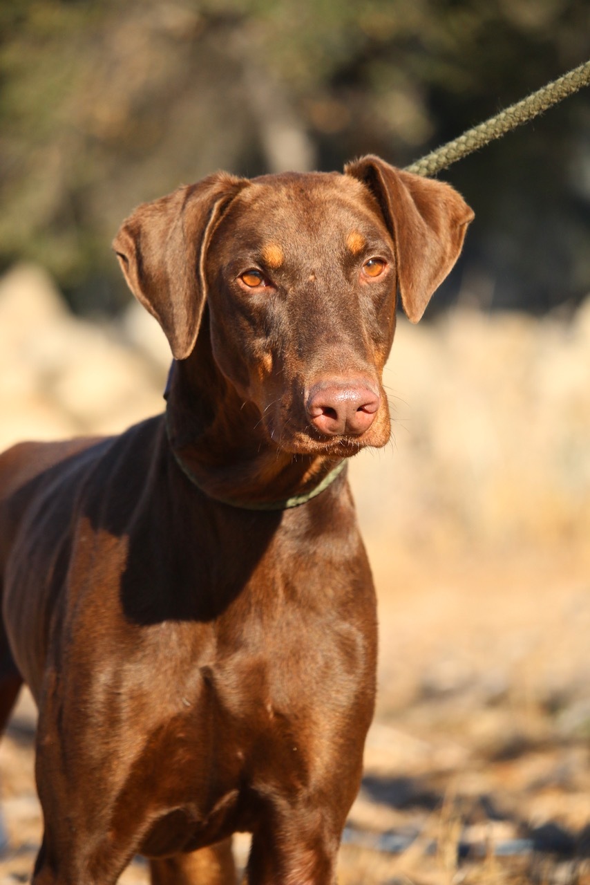 Enlarge Rudy, a Adoptable Doberman Pinscher in Fillmore, CA image 2/10